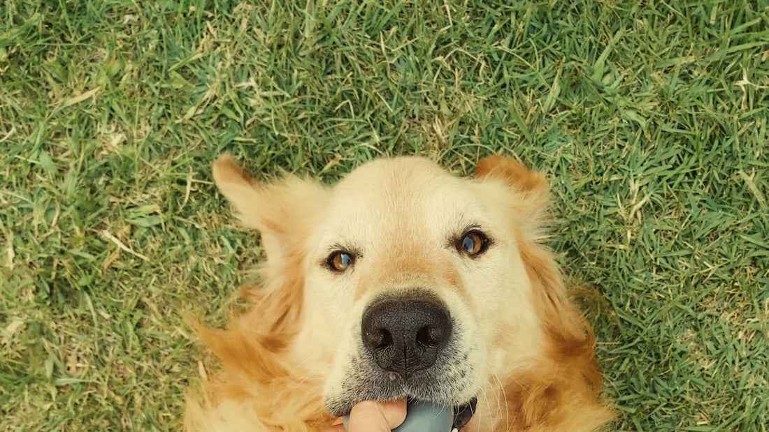 Gifts for Someone Who Lost a Pet Loved by All
