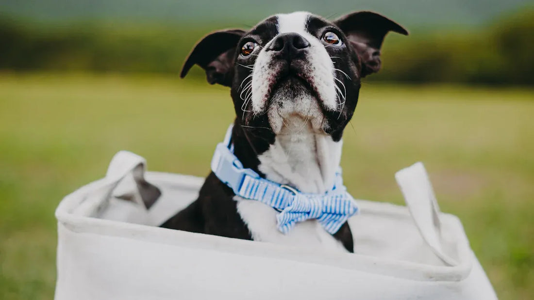 personalized pet gifts